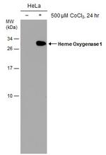 HMOX1 Antibody in Western Blot (WB)