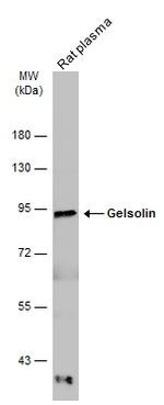 Gelsolin Antibody in Western Blot (WB)