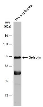 Gelsolin Antibody in Western Blot (WB)