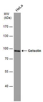 Gelsolin Antibody in Western Blot (WB)
