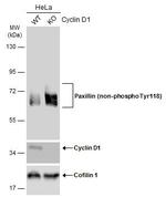 Non-Phospho-Paxillin (Tyr118) Antibody in Western Blot (WB)