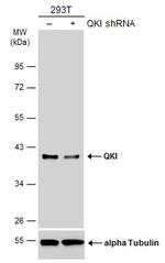 QKI Antibody in Western Blot (WB)