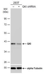QKI Antibody in Western Blot (WB)