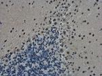 TDP-43 Antibody in Immunohistochemistry (Paraffin) (IHC (P))