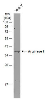 Arginase 1 Antibody in Western Blot (WB)