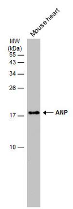 ANP Monoclonal Antibody (GT1068)