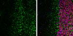 NF-H Antibody in Immunohistochemistry (Frozen) (IHC (F))