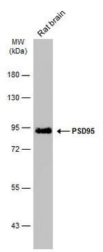 PSD-95 Monoclonal Antibody (GT1436)