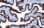 Cytokeratin 5 Monoclonal Antibody (GT1486)