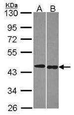 TRF1 Monoclonal Antibody (8A5)