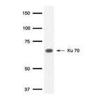 Ku70 Antibody in Western Blot (WB)