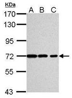 Ku70 Antibody in Western Blot (WB)