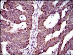 ABCG5 Antibody in Immunohistochemistry (Paraffin) (IHC (P))