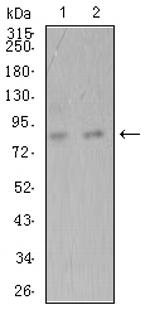 ADAMTS1 Monoclonal Antibody (1G5D5)