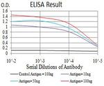 AEBP2 Antibody in ELISA (ELISA)