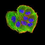 AEBP2 Antibody in Immunocytochemistry (ICC/IF)