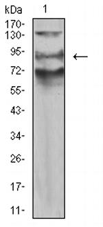 AFAP1L2 Antibody in Western Blot (WB)