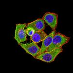 APC1 Monoclonal Antibody (7G9B3)