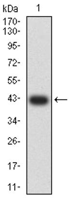 APC1 Antibody in Western Blot (WB)