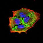APBA2 Monoclonal Antibody (1C12A4)