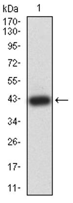 APBA2 Antibody in Western Blot (WB)