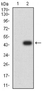 APBA2 Antibody in Western Blot (WB)