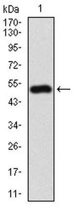 RIAM Antibody in Western Blot (WB)