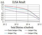 Aquaporin 2 Antibody in ELISA (ELISA)