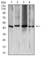 Aquaporin 2 Antibody in Western Blot (WB)