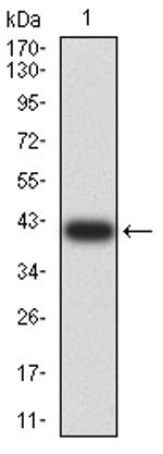 ARHGAP42 Antibody in Western Blot (WB)