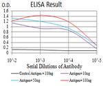 ATF3 Antibody in ELISA (ELISA)