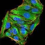 ATG13 Monoclonal Antibody (3E4C8)