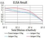 ATG2A Antibody in ELISA (ELISA)