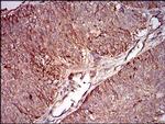 Splunc2 Antibody in Immunohistochemistry (Paraffin) (IHC (P))