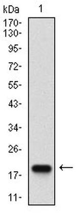 Splunc2 Antibody in Western Blot (WB)