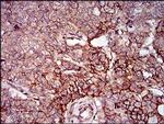 Splunc2 Antibody in Immunohistochemistry (Paraffin) (IHC (P))