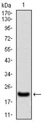 Splunc2 Antibody in Western Blot (WB)