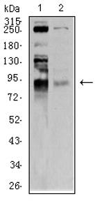 BRD2 Monoclonal Antibody (7C1B10)