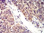 BTN2A2 Antibody in Immunohistochemistry (Paraffin) (IHC (P))