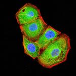 BTN2A2 Monoclonal Antibody (4B11C8)