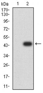 Bub1 Monoclonal Antibody (1A11C7)