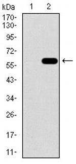 C17orf53 Monoclonal Antibody (5F3H1)