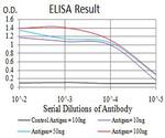 C1QC Antibody in ELISA (ELISA)