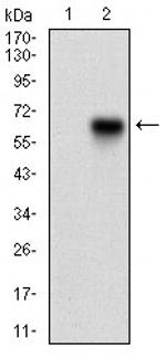 CaMKII gamma Monoclonal Antibody (6A4A10)