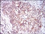 CaMKII gamma Antibody in Immunohistochemistry (Paraffin) (IHC (P))
