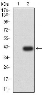 CCR1 Antibody in Western Blot (WB)