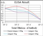 CDX1 Antibody in ELISA (ELISA)