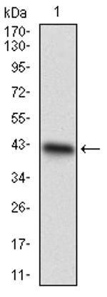 CDX1 Antibody in Western Blot (WB)