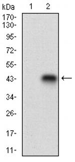 CDX1 Antibody in Western Blot (WB)