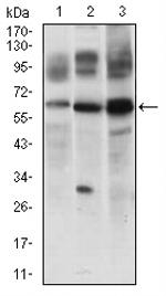 FLIP Antibody in Western Blot (WB)
